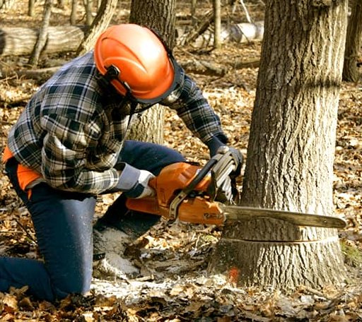 Tree Removal in Bailey, TX